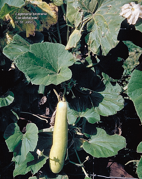 bottle gourd plant